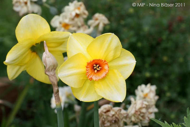 2011-04-23 Quincy etc (20).jpg